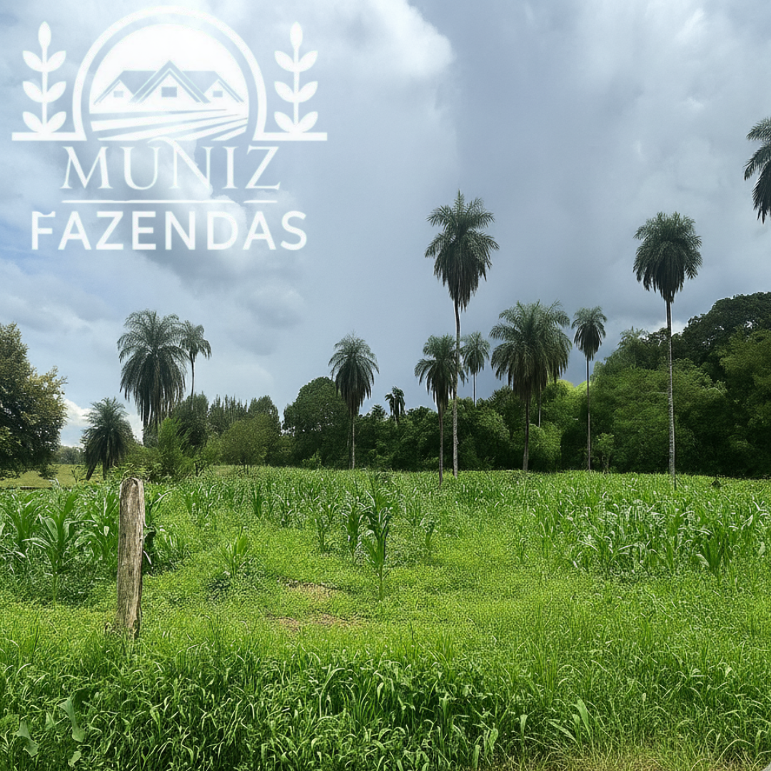 Propriedade em Buritizeiro - 3